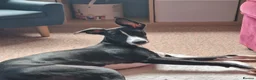 Whippet dogs for sale: Male Whippet 10 months old - Advert 1