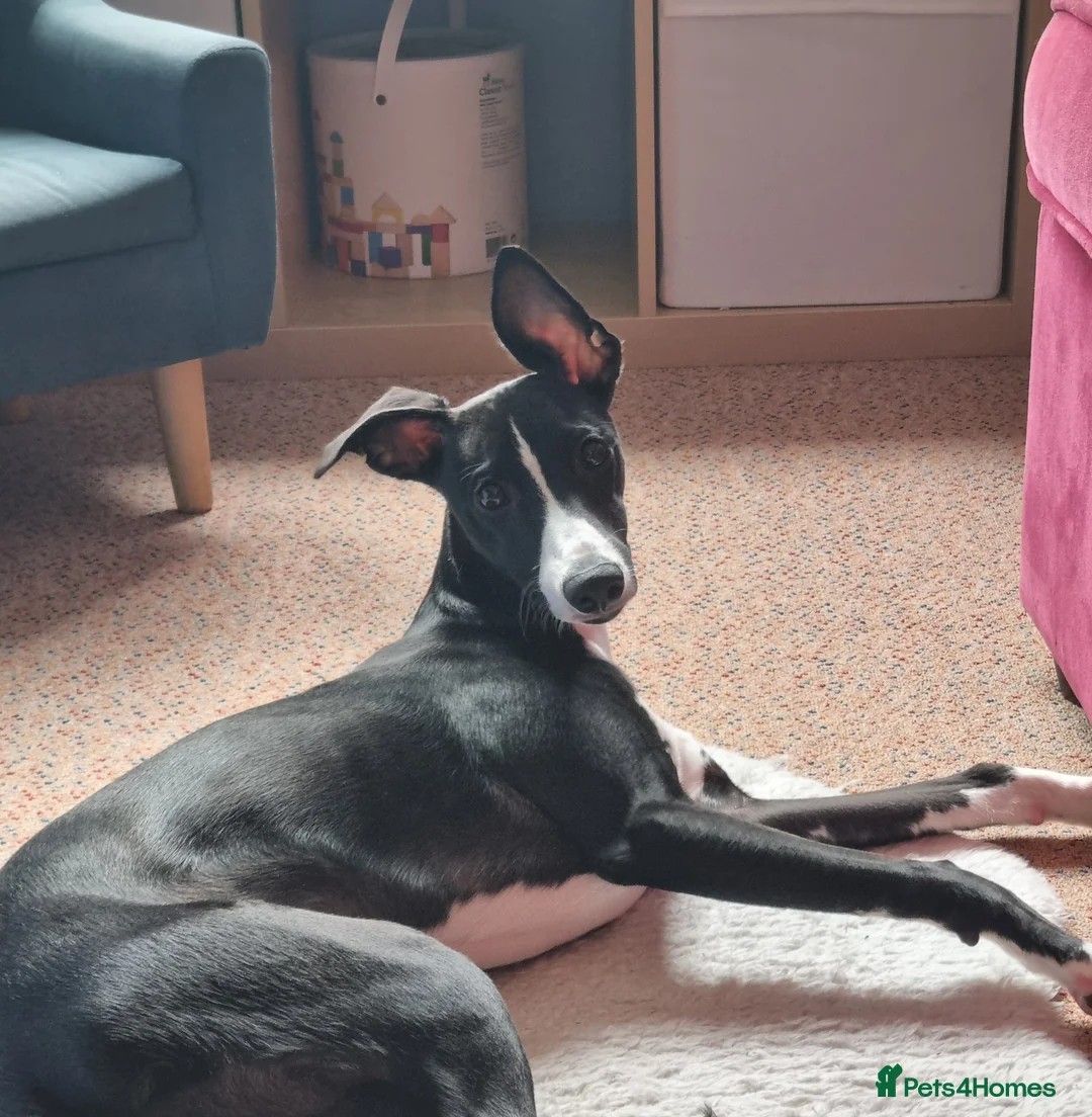 Whippet dogs for sale: Male Whippet 10 months old - Advert 1