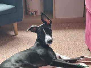 Whippet dogs Male Whippet 10 months old - Advert 15