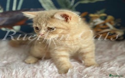 British Shorthair cats for sale: GCCF Registered British Shorthair kittens - Image 7