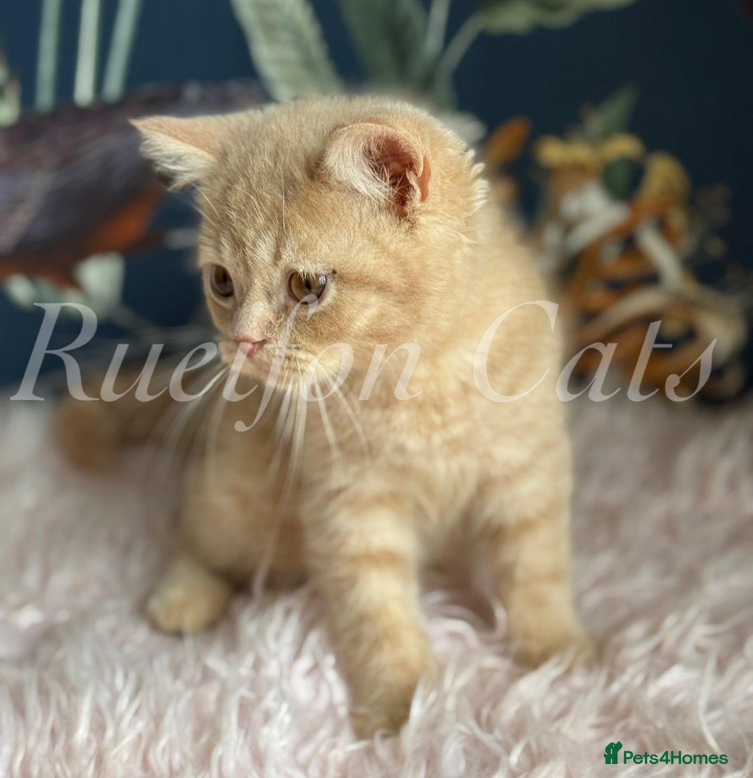 British Shorthair cats for sale: GCCF Registered British Shorthair kittens - Image 7