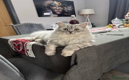 Mixed Breed cats for sale: Maine coon x Persian  - Image 11