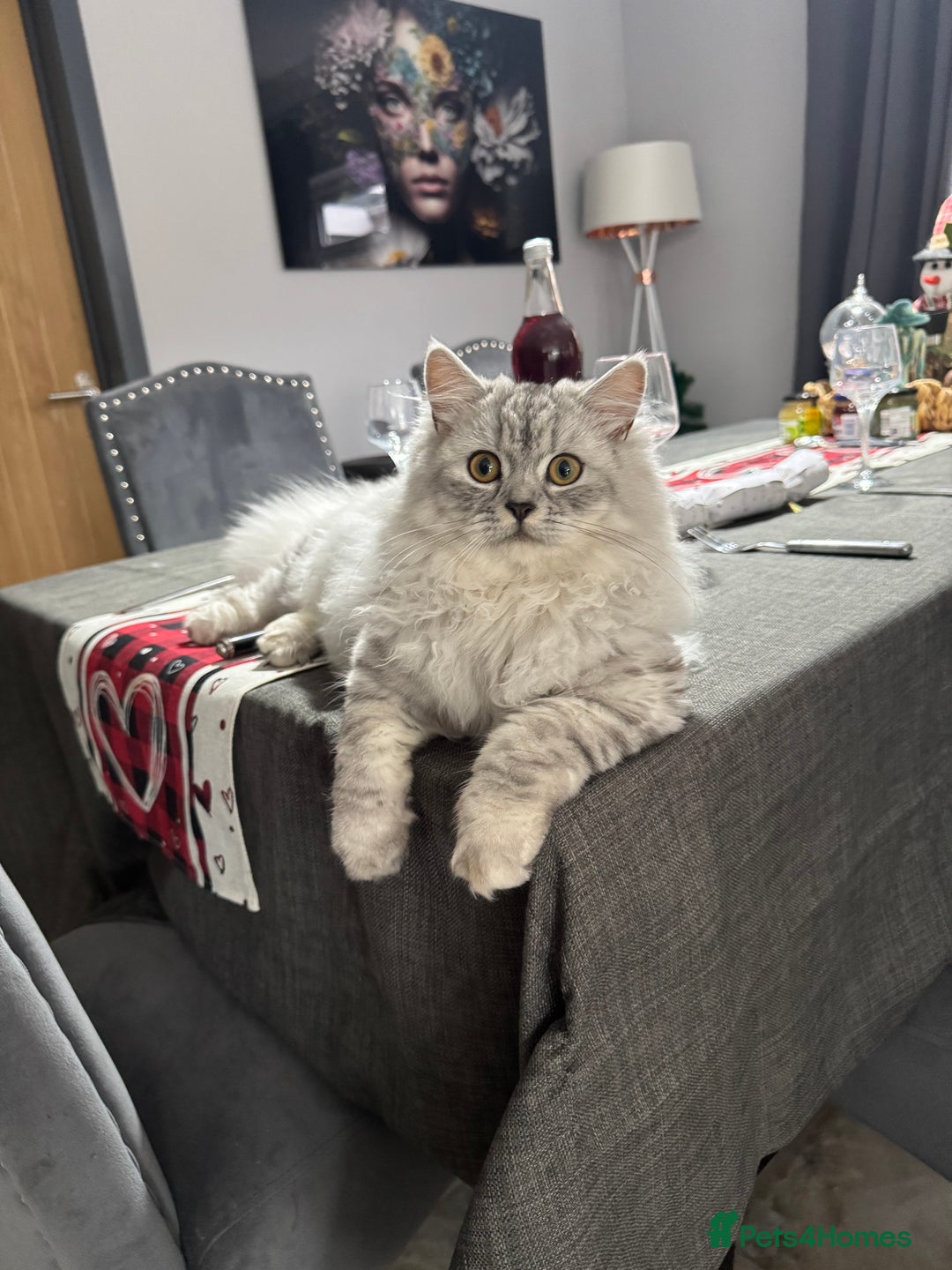 Mixed Breed cats for sale: Maine coon x Persian  - Image 11