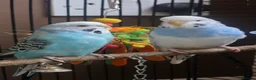 Budgerigars birds for sale: Male and female Budgies - Advert 2