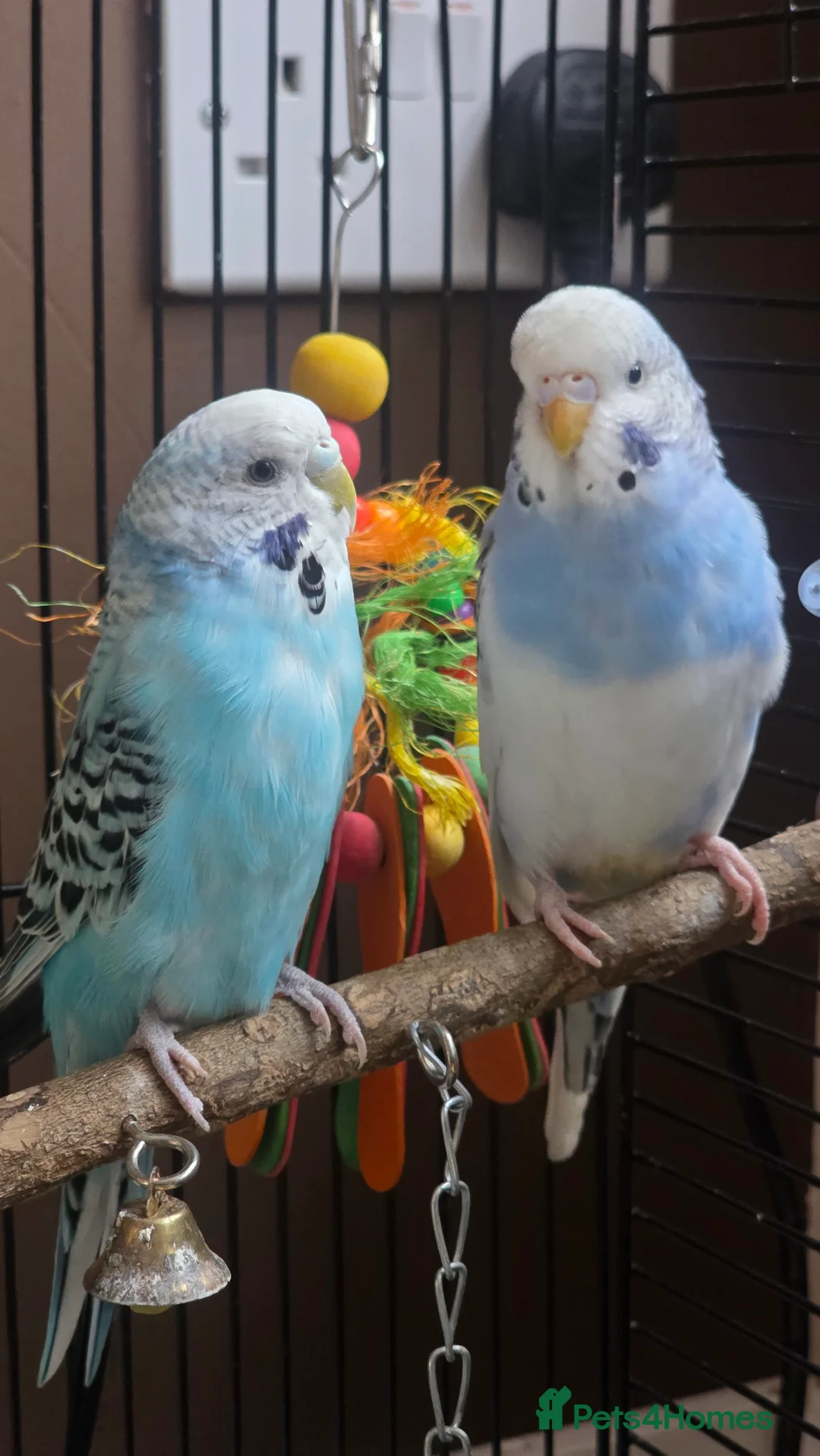 Budgerigars birds for sale: Male and female Budgies - Advert 2