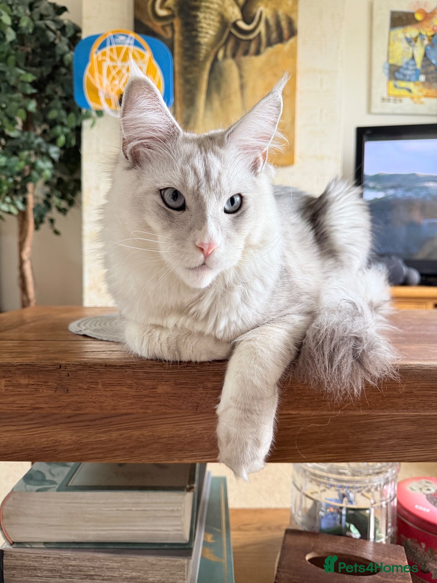 Maine Coon cats Shaded blue eyes boy - Advert 2