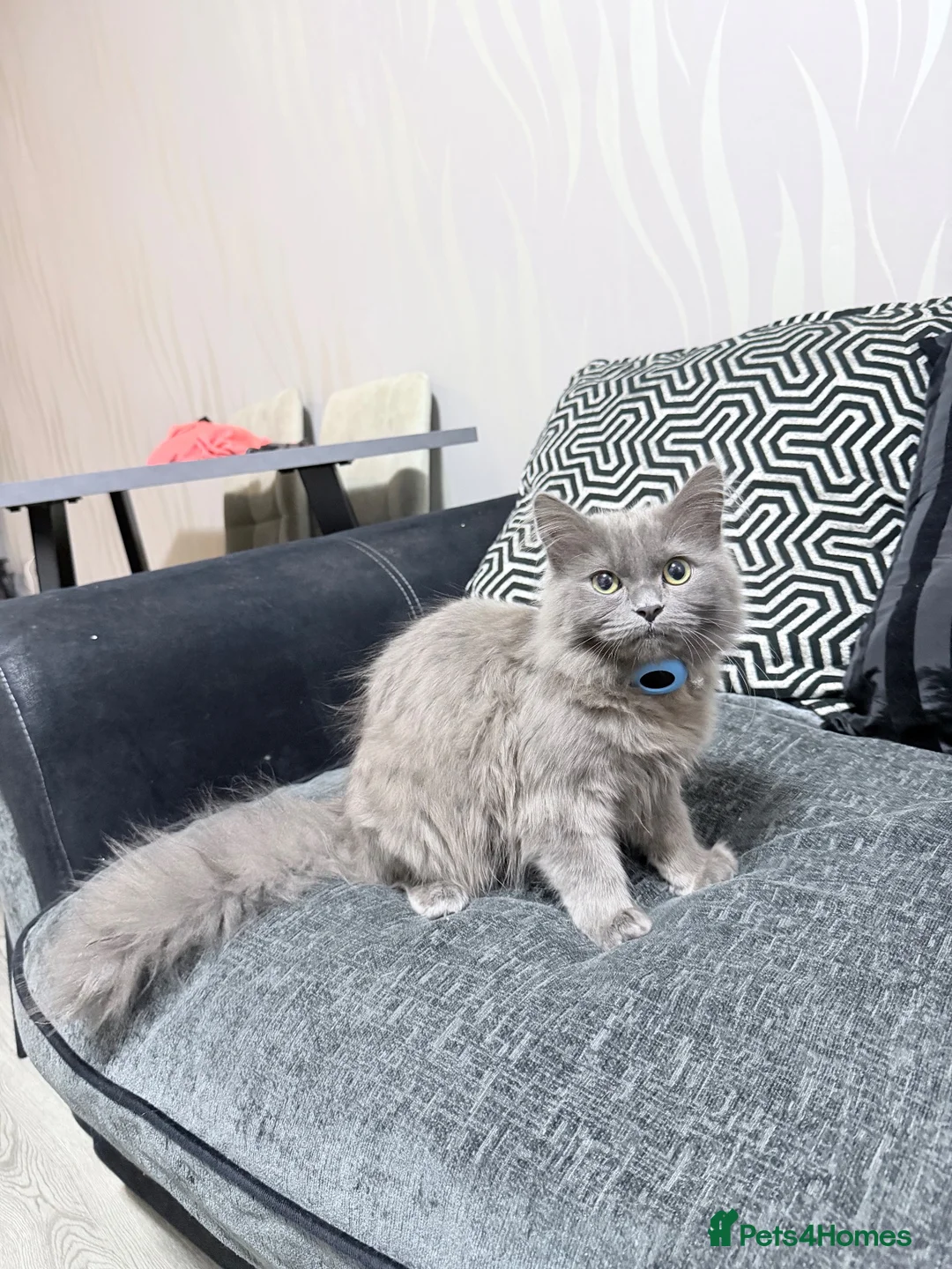 Ragdoll cats for sale: Ragdol British shorthair  in Preston - Advert 1