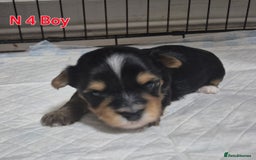 Biewer Terrier dogs for sale: Biewier terrier  - Image 13