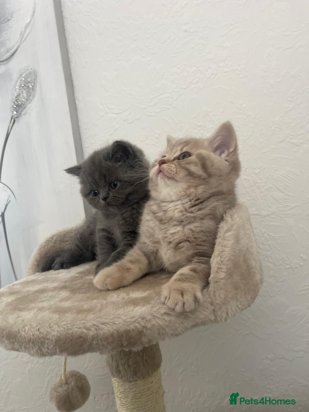 British Shorthair cats British shorthair kittens🐱 - Advert 6