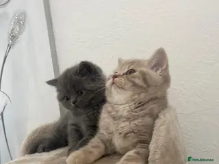 British Shorthair cats British shorthair kittens🐱 - Advert 6