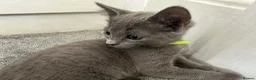 Russian Blue cats for sale: Russian Blue Kittens - Advert 33