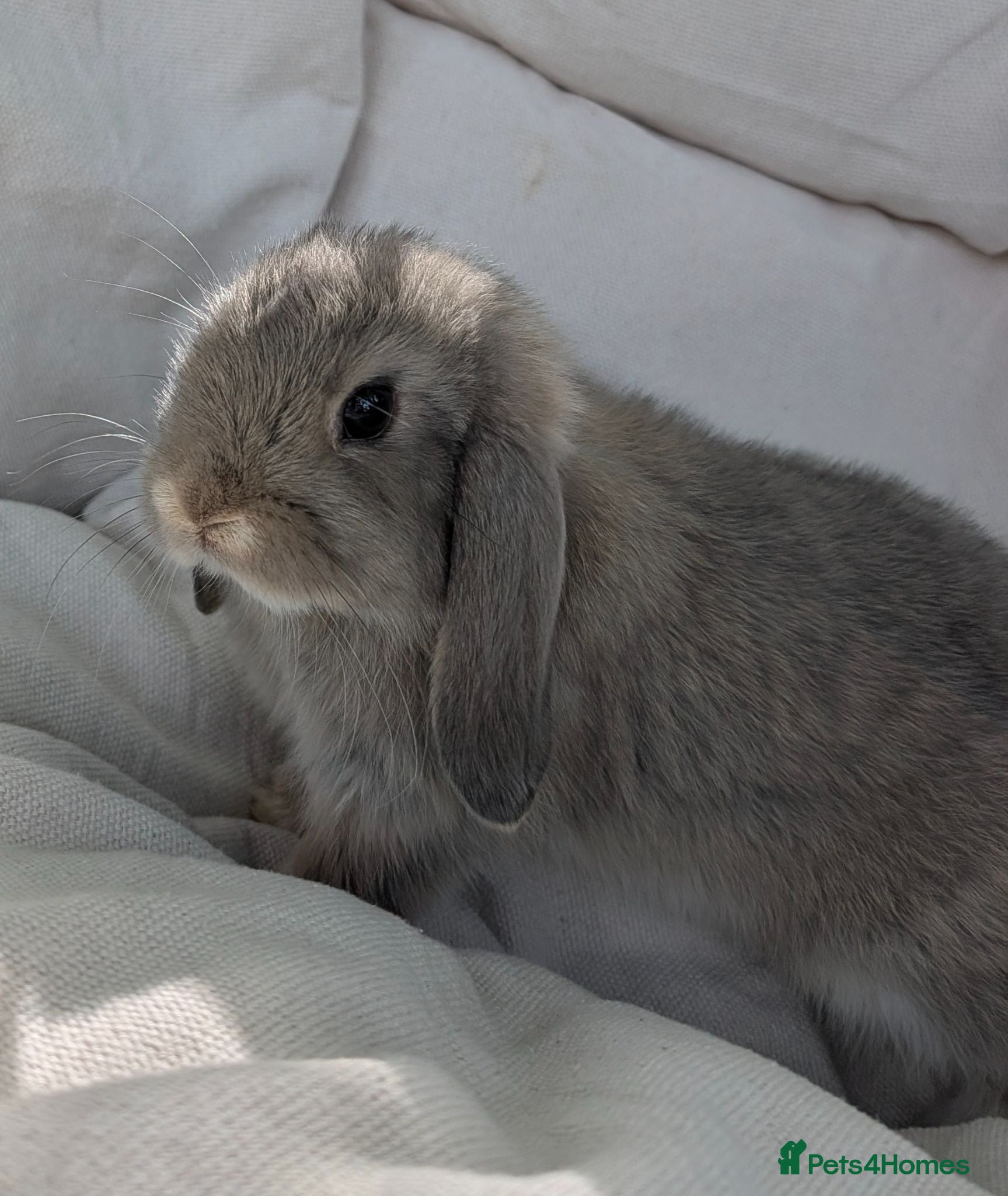 Mini Lop rabbits Adorable Pure Bred Mini Lops *Ready Now* - Advert 1