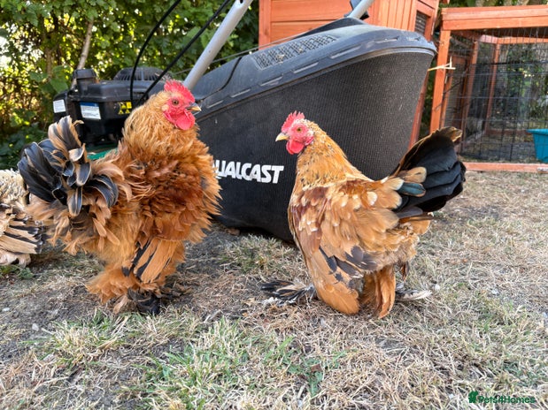Chickens poultry - Advert 12