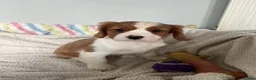 Cavalier King Charles Spaniel dogs for sale: Beautiful Cavalier King Charles Spaniel puppies - Advert 17
