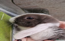 Mini Lop rabbits for sale: Mini Lop Babies for Sale - Image 4
