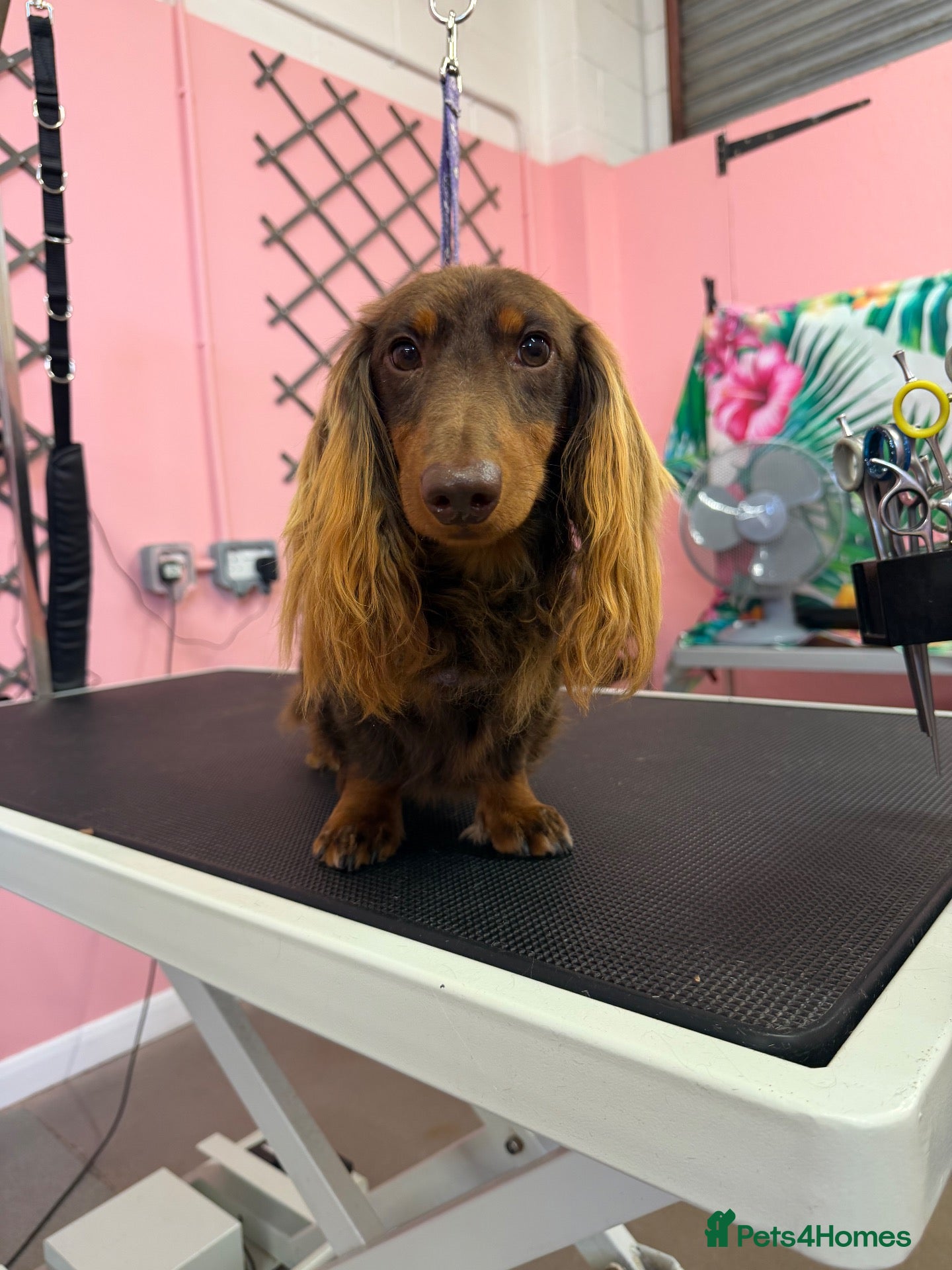 Dachshund dogs Miniature longhaired dachshund for stud  - Advert 1