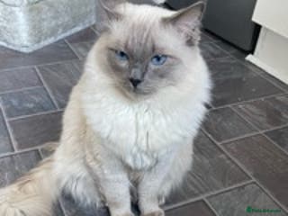 Ragdoll cats PEDIGREE Active PROVEN Ragdoll LARGE Stud ! in Wakefield - Advert 2
