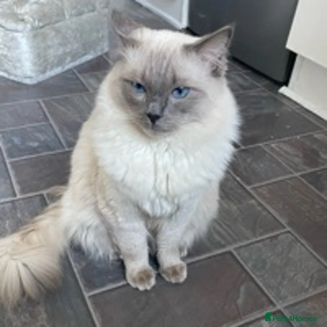 Ragdoll cats for stud: PEDIGREE Active PROVEN Ragdoll LARGE Stud !  in Wakefield - Advert 1