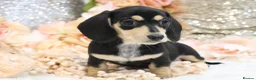 Miniature Dachshund dogs for sale: KC Miniature Dachshund Puppies - Advert 21