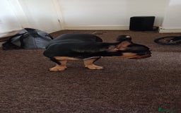 French Bulldog dogs for sale: French bulldog - Image 7
