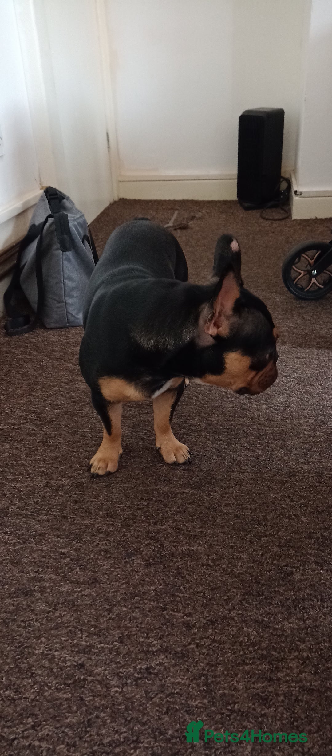 French Bulldog dogs for sale: French bulldog - Image 7
