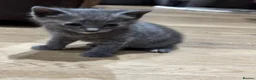 Mixed Breed cats for sale: 3 little kittens in Camborne  in Camborne - Advert 4