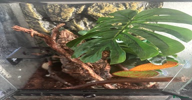 Gecko reptiles - Advert 3