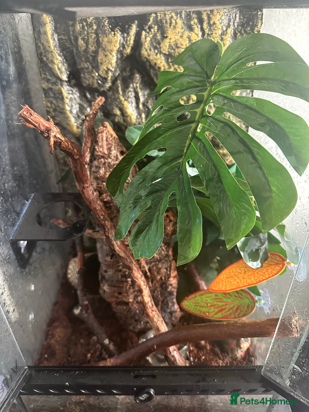 Gecko reptiles for sale: Crested gecko  - Image 3