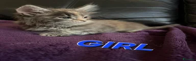 Maine Coon Kitten 4