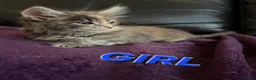Maine Coon cats for sale: Maine Coon Kittens for Sale – Pure Cuteness! - Advert 10