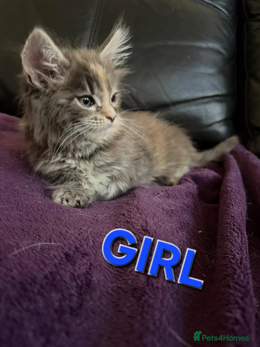 Maine Coon cats for sale: Maine Coon Kittens for Sale – Pure Cuteness! - Advert 10