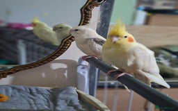 Cockatiels birds for sale: No adoption fees ... - Advert 1