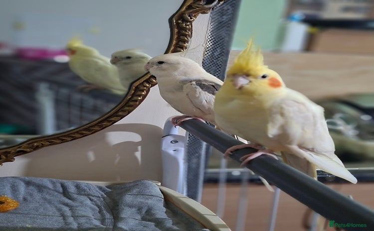 Cockatiels birds No adoption fees ... - Advert 1