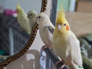 Cockatiels birds No adoption fees ... - Advert 1