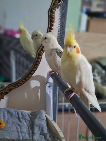 Cockatiels birds No adoption fees ... - Advert 1