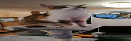 Mixed Breed cats for sale: Adorable kittens for sale in Maidstone - Advert 13