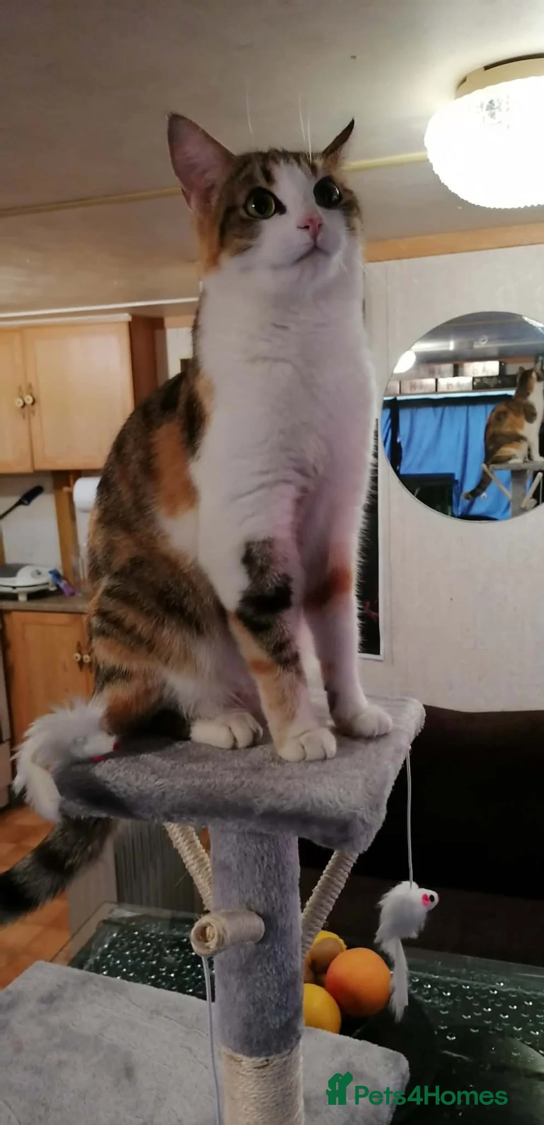 Mixed Breed cats for sale: Adorable kittens for sale in Maidstone - Advert 13