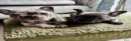 French Bulldog dogs for sale: French bulldogs Premium Quality, Home Raised, - Advert 1