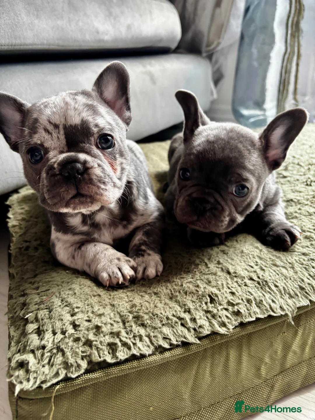 French Bulldog dogs for sale: French bulldogs Premium Quality, Home Raised, - Advert 1