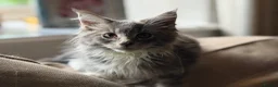 Maine Coon cats for sale: Stunning Gccf reg maine coon kittens  - Advert 23
