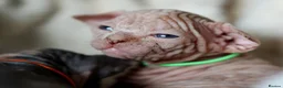 Sphynx cats for sale: Beautiful Pedigree Sphynx Kittens  - Advert 14