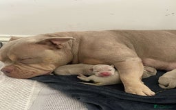 American Bully dogs for sale: REBULA X MC MERLIN POCKET BULLYS PUPS - Image 12