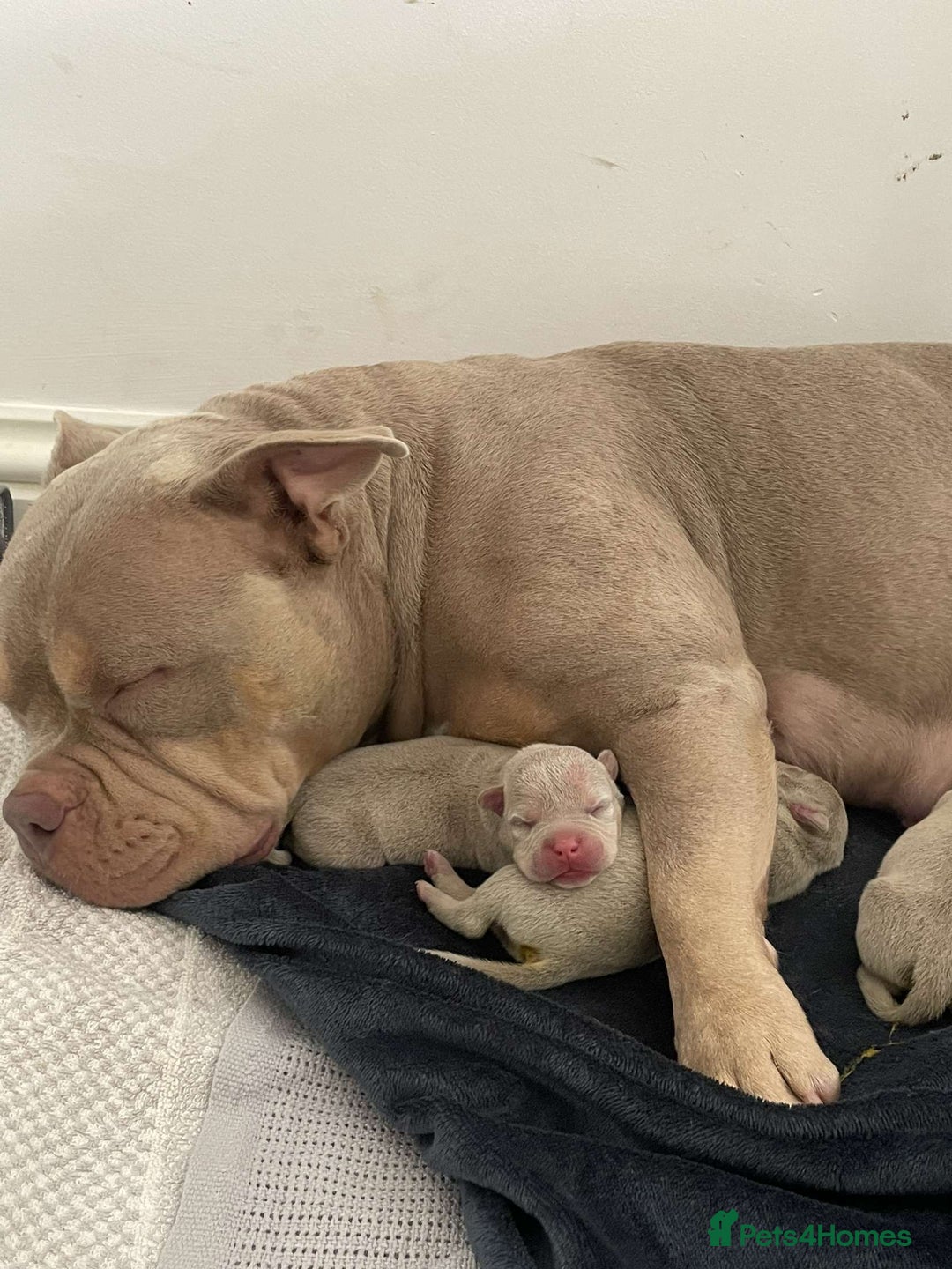 American Bully dogs for sale: REBULA X MC MERLIN POCKET BULLYS PUPS - Image 12