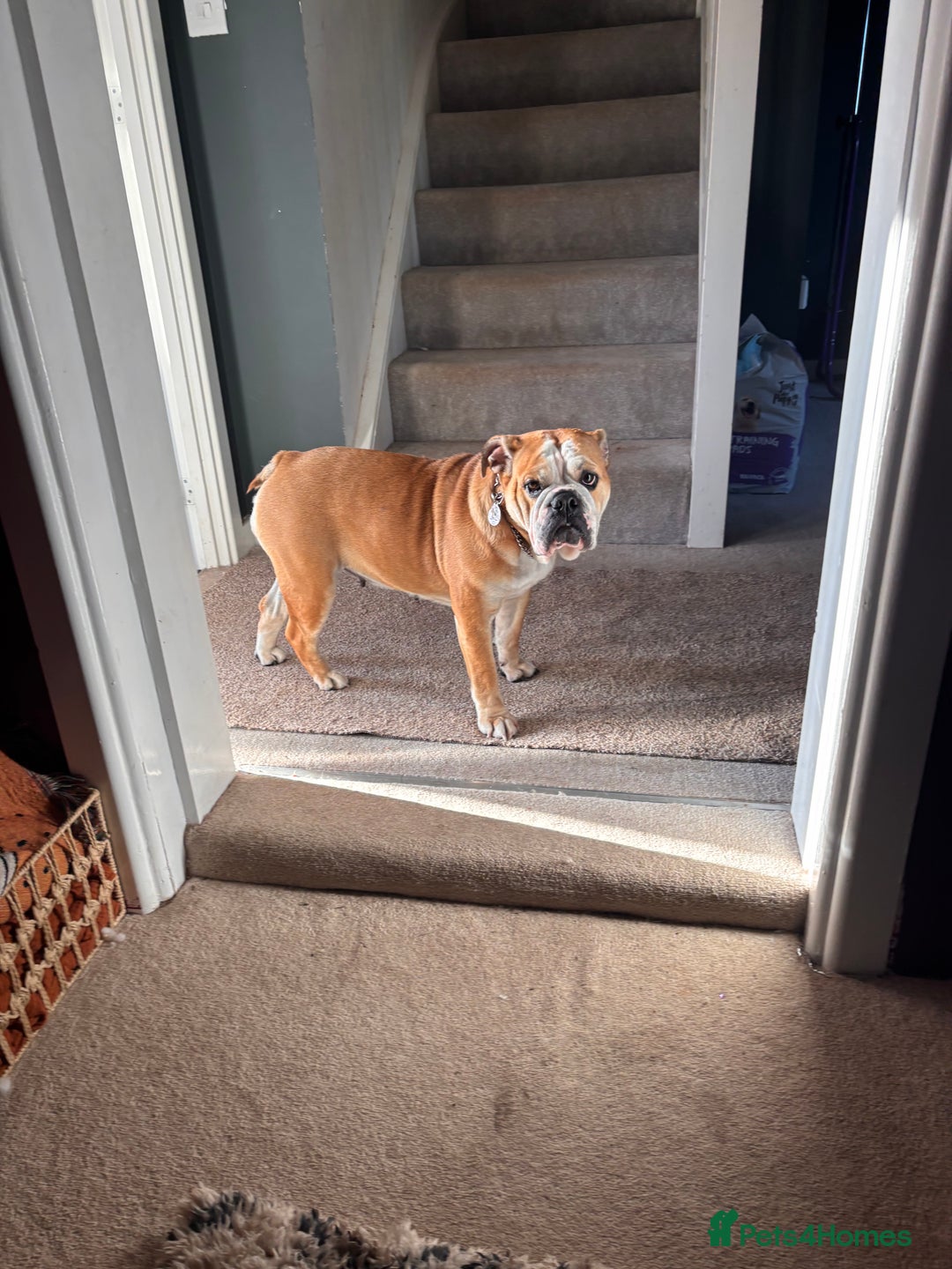 Mixed Breed dogs for sale: Bulldog for rehoming  - Image 1