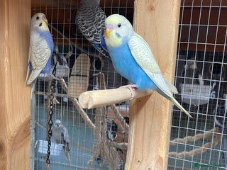 Budgerigars birds Baby budgies aviary bred - Advert 4