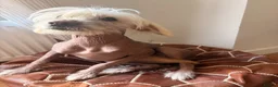 Mixed Breed dogs for sale: Beautiful Chinese Crested X in Blackwood - Advert 1