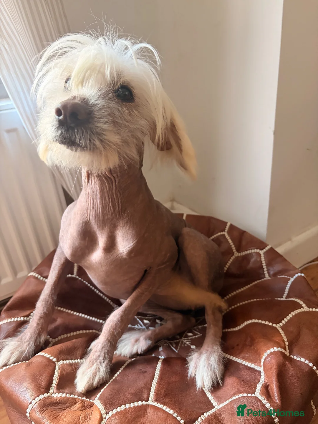 Mixed Breed dogs for sale: Beautiful Chinese Crested X in Blackwood - Advert 1