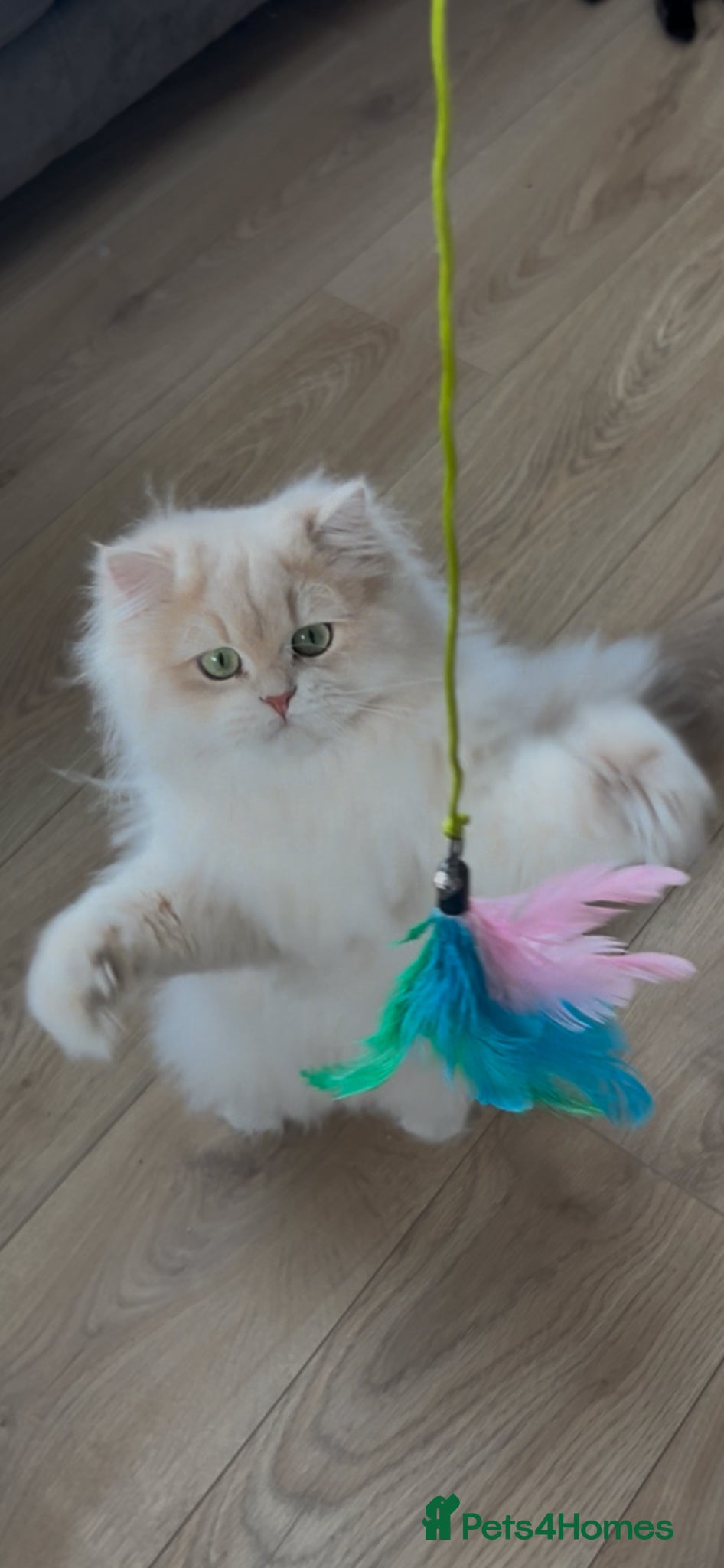 British Longhair cats Stunning Rare Golden Lilac Kitten  - Advert 5