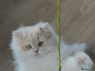 British Longhair cats Stunning Rare Golden Lilac Kitten - Advert 5