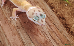 Leopard Gecko reptiles for sale: Beautiful Leopard Gecko Babies – Ready Now! - Image 9
